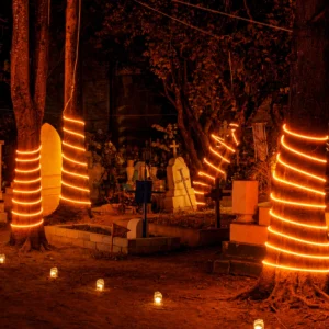 Manguera LED neón naranja instalada decorando troncos de árboles en exterior nocturno